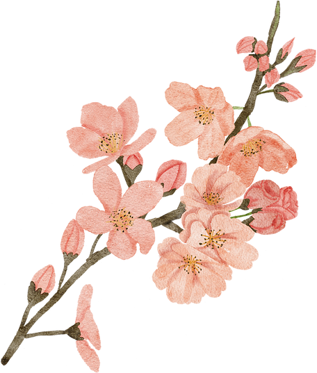 Watercolor Cherry Blossom Spring Flowers Illustration